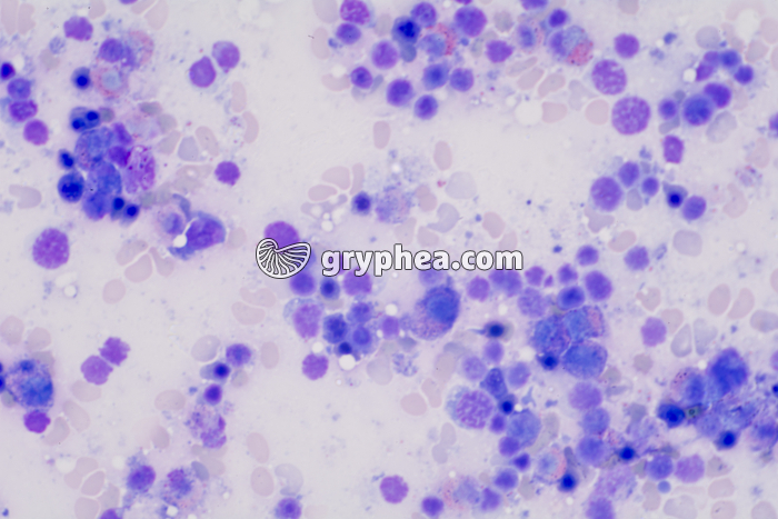 Moelle osseuse frottis x100 - gryphea.com